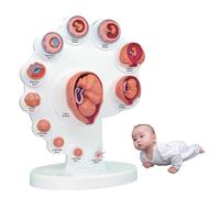 4D Fetal Model, Fetus Organ Growth Model, Human Anatomy Science Models, Uterine Embryo Development for Education Teaching Supply