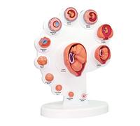 4D Fetal Model - Fetus Organ Growth Process Model - The Fetus Uterine Embryo Development Model - Human Anatomy Model