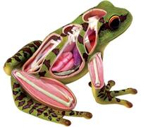 4D Frog Anatomy Model, Frog Skeleton & Organ Model, 31 Detachable Parts Simulated Dissection Kit for Biology Teaching Demonstration