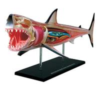 4D Great White Shark Anatomy Model, Detachable 20 Parts Shark Organ Anatomy Model, for Study Display Teaching