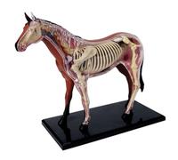 4D Horse Anatomy Model, Animal Skeleton Specimen, Detachable 26 Parts, Medical Teaching Model for Pet Clinic Veterinary Training