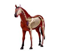 4D Horse Anatomy Model - Animal Skeleton Specimen, Detachable Biology, 26 Parts for Pet Clinic Veterinary TrainingSchool Teaching Demonstration