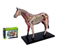 4D Horse Anatomy Model, Detailed Simulation Animal Organ Model for Medical Teaching & Learning