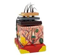 4D Human Anatomical Skin Model Skin Teaching Model Human Magnified Tissue Structure for Science Study Anatomical Magnified Tissue Structure Medicals