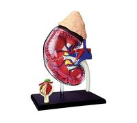 4D Human Body Anatomy Kidney Model Kit Assembly 1:1 Life-Size Organs 13 Part Anatomical Puzzle Toy