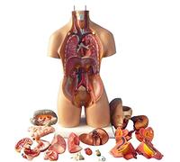 4D Human Body Model, Educational Organ Anatomy Model with Heart, Brain, and Bone - 22-Inch Educational Tool for School and Learning