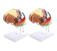 4D Human Brain Anatomy Model Life-Size Human Brain Model for Teaching Learning Tool Removable Medical Model (2)