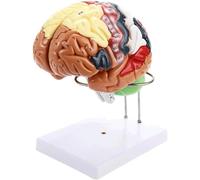 4D Human Brain Anatomy Model Life-Size Human Brain Model for Teaching Learning Tool Removable Medical Model (1)