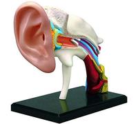 4D Human Ear Anatomy Model, 22 Parts Removable Anatomical Models Showing Outer Middle Inner Ear Model, For Medical Physiology Study Teaching Display