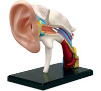 4D Human Ear Organs Anatomy Model, Ear Joint Simulation Model with Base, for Medical Study, Desktop Display, Classroom Teaching, Auditory Learning, and Science Education