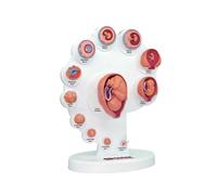 4D Human Embryo Development Anatomical Model Fetal Growth Organ Teaching Alpinia Assembled Toys