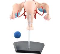 4D Human Female reproductive Anatomy Model of Female Uterus, Female Genitourinary System Model, Detachable 19 Parts, for Study Display Teaching Medical Model