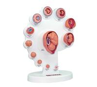 4D Human Fetus Development Anatomy Model - Interactive Learning Tool for Medical Education & Teaching Organ Growth Process