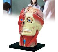 4D Human Head Anatomy Model,14 Detachable Parts Human Head Muscle Nerve Organ Anatomy Medical Teaching Model