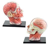 4D Human Head Anatomy Model, Brain Tissue Muscle Nerve Anatomical Model, 14 Detachable Parts Brain for Medical Teaching Learning.