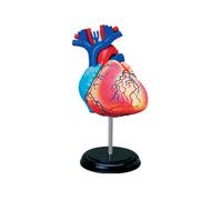 4D Human Heart Anatomy Model with Base, Detachable 31PCS Anatomical Heart Structural Model Assembled Dimensional Learning Tool PVC for Ages 8+ Kids, Medical Teaching Resources