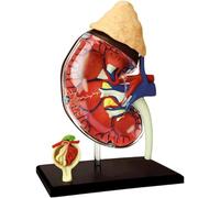 4D Human Organ Medical Anatomy Model Classic Human Kidney Anatomy Model Human Organ Model for Educational Training Aid