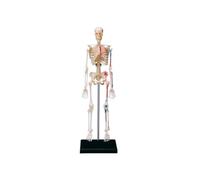 4D Human Skeleton Anatomy Model 46-Piece Assembling Puzzle Medical Teaching Aid Laboratory Educational Equipment