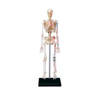 4D Human Skeleton Model, Anatomical Human Skeleton Model with Muscles, Miniature Model, Easy to Manipulate, 41-Piece Model