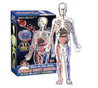 4D Human Skeleton Model - Transparent Body Figure, Educational Science Toy, Living Room Study Decoration, Glow Figure Display | Children Biology Exploration, STEM Learning Activity For Bedroom