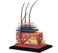 4D Human Skin and Hair Organ Anatomy Model,19 Removable Parts Teaching Model - Suitable for The Teaching Model for Classroom Presentation Tools