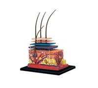 4D Human Skin and Hair Organ Anatomy Model,19 Removable Parts Teaching Model - Suitable for The Teaching Model for Classroom Presentation Tools
