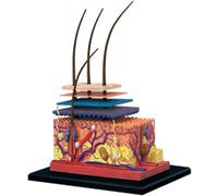 4D Human Skin & Hair Anatomy Model with 19 Removable Parts | Ultimate Educational Teaching Tool for Biology & Medical Classrooms