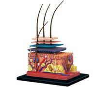 4D Human Skin Model,Hair Layer Skin Structure Study Model,19 Parts Skin Tissue Anatomical Teaching Tool,Assembly Model