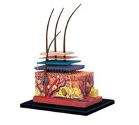 4d Human Skin Model Hair Organs Assembling Puzzle Model Teaching Model Manikin Science Anatomical M