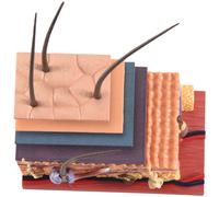 4D Human Skin Model Hair Organs Assembling Puzzle Teaching Manikin Science Anatomical