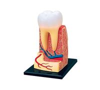 4D Human Teeth Structure Model Standard Teaching Dental Anatomy Tooth Study Education
