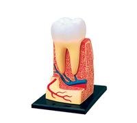 4D Human Tooth Anatomical Model, Detachable Organ Assembly for Medical Education, Teaching Aid for Adult Training, 23 Detailed Parts for Interactive Learning