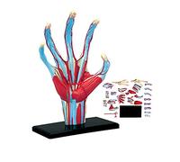 4D Joint Muscle Model for Human Hand, anatomiemodel for The handskeleton, 28 Parts DIY Educational Toys, Medical Teaching Model