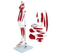 4D Lower Limb Anatomy Model, Lower Limb Muscle Vascular Nerve Model, with 13 Removable Parts, 119 Indicative Markers, Leg Movement System Model, Easy to Observe and Explain
