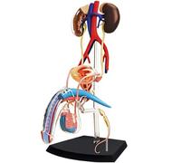 4D Male Reproductive Anatomy Model - Human Body Organs For Science And Medical Classroom Study And Teaching