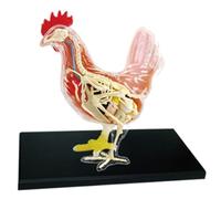 4D Master Puzzle - Red and White Chicken Anatomical Model for Animal Biology Teaching and Anatomy Learning