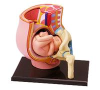 4D Medical Anatomical Pregnant Human Female Pelvis with Pregnancy 9 Months Baby Fetus Model Life Size with Removable Organs