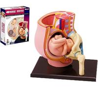4D Mini Human Uterus Model for Pregnancy Education | Anatomical Pelvis with 27 Detachable Parts & 9-Month Baby Fetus