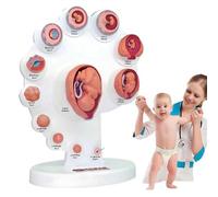 4D Model of Fetal Organ Growth, Embryonic Development Anatomy Model for Medical Education