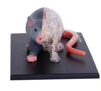 4D Mouse Anatomy Model, 29 Detachable Organs And Body Parts, Complete Skeletal Visceral Organ Medical Teaching Model, for Veterinary Teaching Research Demonstration.