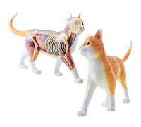 4D Orange Cat Skeleton Anatomy Model, 30Cm Length Model,Contains 25 Detachable Organs and Body Parts and Display Stand 28 Points