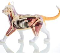4D Orange Tabby Cat Anatomy Model - 30Cm Skeleton with 25 Detachable Organs & Display Stand