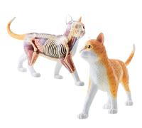 4D Orange Tabby Cat Skeleton & Anatomy Model Kit Contains 25 Detachable Organs and Body Parts and Display Stand for Education Or Veterinarians