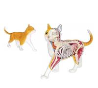 4D Orange Tabby Cat Skeleton & Anatomy Model Kit - Quality Collectible with Fully Detachable Organs and Body Parts, 28 Parts for Animal Teaching