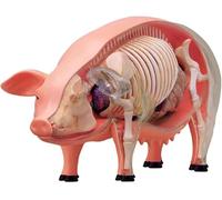 4D Pig Anatomical Model - Detachable Skeleton with 19 Organs for Educational Study and Teaching Tools, Ideal for Anatomy Classes and Learning Resources