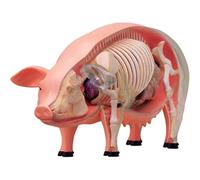 4D Pig Anatomical Model, Skeleton Model Anatomy Model, Detachable 19 Organs Body Parts Animal Model for Teaching Study Tools
