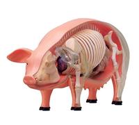 4D Pig Anatomical Model, Skeleton Model Anatomy Model, Detachable 19 Organs Body Parts Animal Model - Teaching Model for Teaching Study Tools