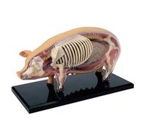 4D Pig Anatomical Model with Detachable Organs and Skeleton, Removable into 19 Parts, Educational Teaching Aid for Biology and Veterinary Anatomy
