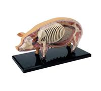 4D Pig Anatomy Model, 19 Detachable Organs & Skeleton, Educational Veterinary Teaching Aid for Biology Science Learning