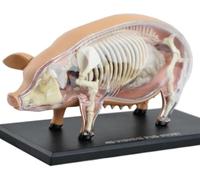 4D Pig Anatomy Model - Detachable 19 Organs for Medical Demonstration and Education